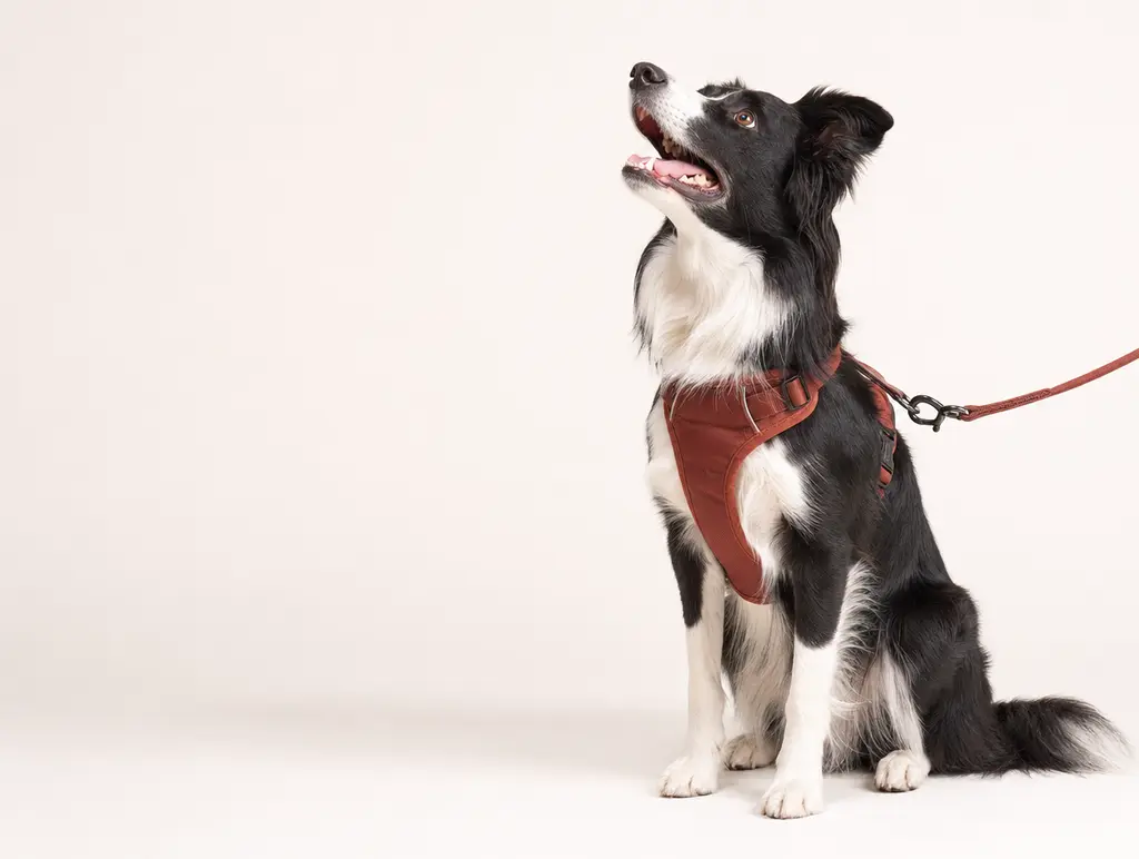 Border collie in a red harness waiting for a walk